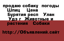 продаю собаку  погоды  Шпиц  › Цена ­ 10 000 - Бурятия респ., Улан-Удэ г. Животные и растения » Собаки   